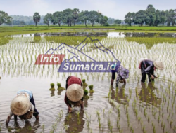 Menimbang Arah Baru Dana Desa dalam Kebijakan Efisiensi Nasional