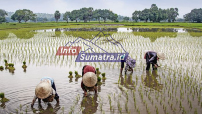 Menimbang Arah Baru Dana Desa dalam Kebijakan Efisiensi Nasional